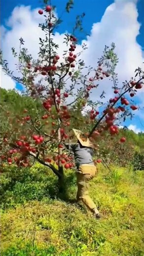 Rapid picking process of ripe fruits from trees