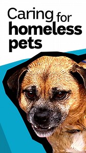 115K views · 1K reactions | Pet ownership offers much comfort to those sleeping rough... but the cost of basic veterinary care is often out of reach. This team of volunteers is working to change that, with a monthly pop-up vet clinic. | ABC News | Facebook