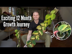 Variegated Jade Scindapsus - exciting & eventful 12 month growth journey