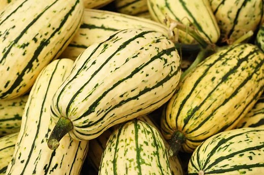 When To Harvest Delicata Squash - Grower Today