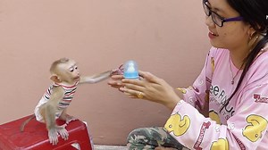 Sitting On Chair With Cute Hand Request | Milk Moly Flutter Screaming To Ask Milk | Monkey Dodo