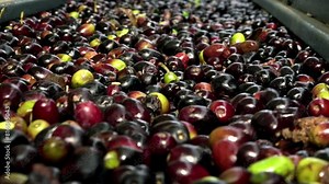 Oil mill - olive oil production - Conveyor belt constantly feeding olives into small scale olive oil mill factory for extracting extra virgin olive oil