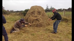 Making a Hay Cock