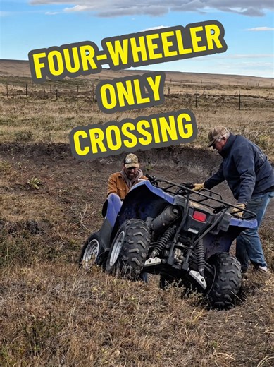 Chasing cows, Dad found a place his four-wheeler can cross, but not my Ranger. #cow #fourwheeler #atv #farm