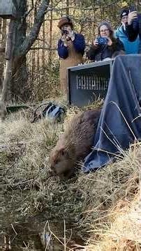 Building a wild population