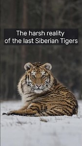 The Brutal Reality of the Last Siberian Tigers