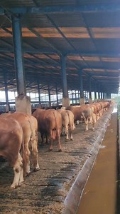 4.9K views · 6.5K reactions | sapi udah gemuk, kita bikin tambah...