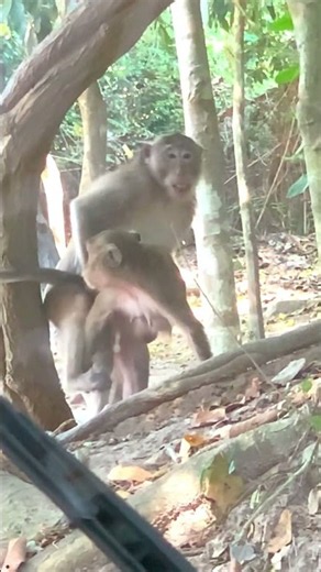 Wild Monkeys Mating Season in the Forest 🐒🌿 #shorts