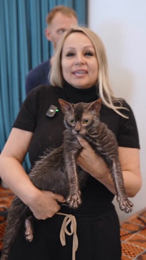 15K views · 251 reactions | Have you ever encountered a Lykoi cat? ...