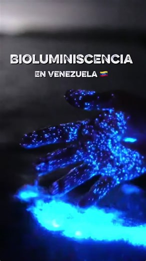 Bioluminiscencia Mágica en La Ciénaga, Venezuela