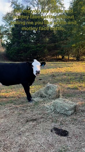 1.3K views · 34 reactions | My favorite cattle are white or motley face cattle, I don’t care if they are black, red, gray, yellow—as long as they have a white or motley face. #farmlife #Arkansas #countryliving #beef #cattle | Homestead Hollow Farm | Facebook