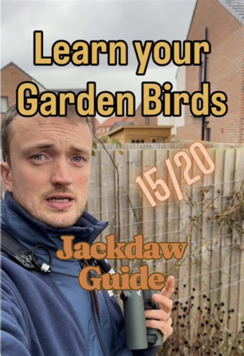 Jackdaws are often the moment people realise that “crow” isn’t a single thing. They’re social, chatty, and almost always part of a pair or a small group, which makes them feel very different from larger, more solitary crows once you start noticing behaviour. This is a really useful bird for learning comparison. Size, shape, and how birds interact with each other can tell you far more than colour ever will. Save this post for a handy reminder, I’ll be doing one more a day in the run up to @rspb B