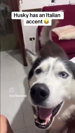Husky speaks ITALIAN 😂