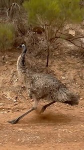 8.9K views · 398 reactions | Emu for Sale. One owner, never been off road, good brakes. Waratyi (Emu) hauling arse on Adnyamathanha Country. The Emu is a an extant Ratite, a flightless bird lacking a keelbone and associated flight muscles. The Cassowary, Ostrich, Rhea and Kiwi are also ratites. The Elephant Bird and Moa (both extinct, and both enormous) were also ratites. | Wildman Adventures | Facebook