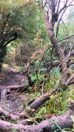 travel and wild sur TikTok