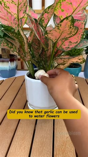 Seed to Flower on Instagram: "🧄 Boost Flower Growth with Garlic! Garlic isn’t just for the kitchen – it strengthens roots and wards off pests! 🌼✨ #gardeningtips #growyourown #flowercare #plantlover #gardenizi"