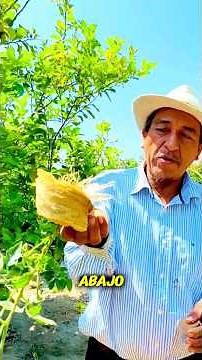 Cómo sembrar TOMATES 🍅￼ #tomato #jardinería