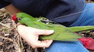 Parrots backpacks = science 🦜🎒 To help protect endangered thick-billed parrots, we need to better understand where they spend the winter. A team of biologists including members from Organización Vida Silvestre A.C. (OVIS) in Mexico, the Arizona Fish and Game Department, World Parrot Trust and San Diego Zoo Global, outfitted the parrots with solar-powered transmitters to find out where they go so we can protect this important part of their migratory path. Read more: sdzoo.com/thickbilledparrotr