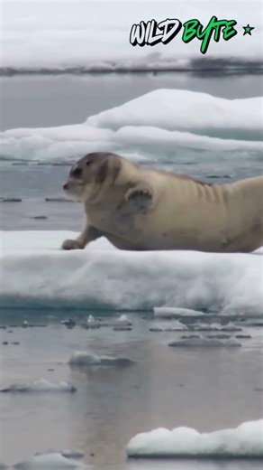 Polar Bears Rule The Arctic With Zero Mercy 🥶🐻‍❄️