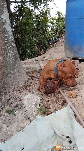 Pitbull Beautiful Dog #lekthebestkennel
