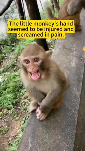 Injured Monkey: Heartbreaking Sounds of Pain