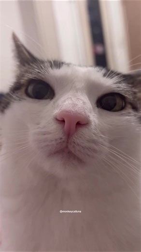 Exploring the Popular Plink Cat Meme