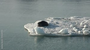 Crying Leopard Seal float sleeping on an Iceberg in Arctic. Fantastic wonderful amazing video grenland nature iceland. Lovely shooting the life of nature, seaside and mountains. Global warming.