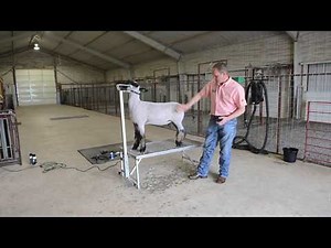 Sheep Washing Tips: Livestock Brightening Shampoo