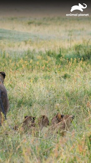 886K views · 16K reactions | Un león experimentado demuestra su fuerza y respeto entre depredadores, manteniendo su territorio seguro 女 #HistoriasdeGrandesFelinos Ve toda la historia aquí  Disfruta el contenido de Discovery en #HBOMax Suscríbete ahora: https://bit.ly/MAX-AnimalPlanetLa | Animal Planet Latinoamérica | Facebook