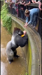 173K views · 1.7K reactions | When a 400-pound guardian angel steps in. 轢❤️ This gorilla just rewired everything we thought we knew about animal instincts. In a world where we expected fear, we found a protector. #GorillaRescue #UnexpectedHero #AnimalCompassion #Wildlife #Heartwarming #Viral #NatureIsHealing #FYP #Protector #Kindness #fyp #viralvideo #trending #explorepage #foryoupage | Gabe The Dog | Facebook