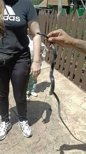 WILDLIFE ACTION: Kid Catches Snake at Busch Gardens Tampa!