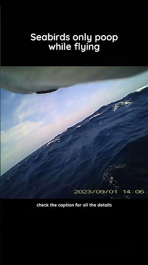 Shearwaters defecate in flight at 4–10 minute intervals, bypassing the water surface