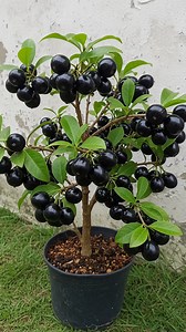 93K views · 1K reactions | How I Grew This Amazing Fruit Tree in Just 170 Days! #fruit #reelsfypシ #viralpost #viralvideoシ | Tree Garden | Facebook