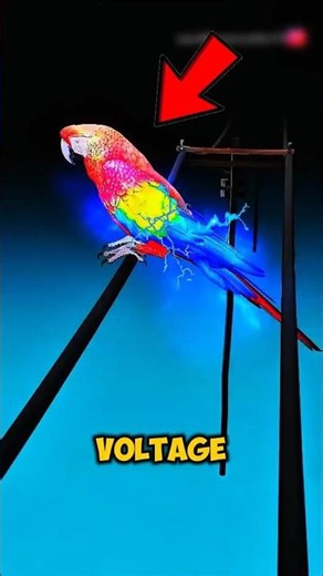 Why Don’t Birds Get Electrocuted on Power Lines? ⚡🐦