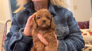 225 reactions · 17 comments | Reserved ❤️ #puppyperfectionist #cavapoo #foundationstraining | Puppy Perfectionist | Facebook