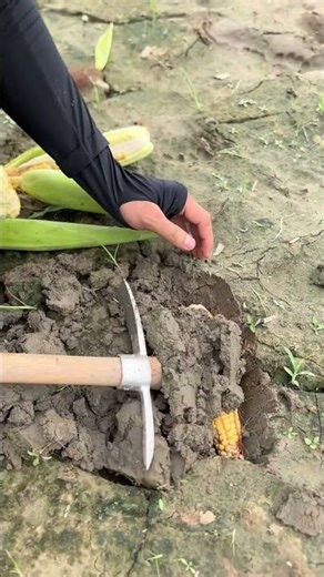 This is how to plant corn #shorts