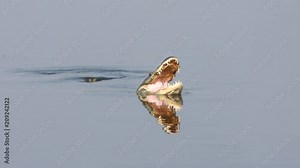 alligator opens mouth while swimming in a lake