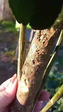 Trying to extract the sap #medicine #voynich #alchemy #thephilosophersstone