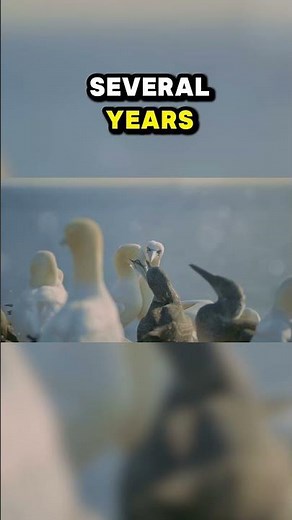 Top Ten Strangest Animal Mating Rituals: Albatross