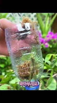 계수나무 가지 무한 번식법 🌱