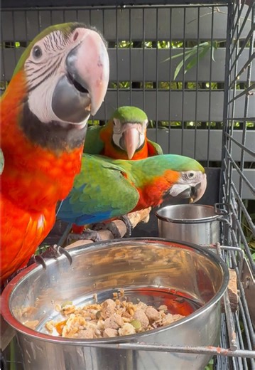 Healthy Diet for Catalina Bubs: Nuts, Seeds, and Pellets