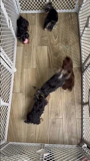 Yorkie Puppies Playing For Sale
