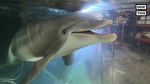 3.2M views · 9.6K reactions | This robotic dolphin could replace real-life captive animals at theme parks and other venues | NowThis | Facebook