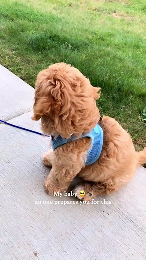 All grown up 🥹🐾🥲🤍 #cavapoo #cavapoopuppy #cavapoosoftiktok #puppyg... | cavapoo full grown