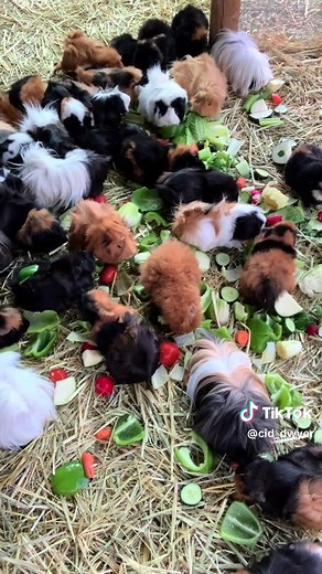 Feeding Fresh Veggies to My Guinea Pigs