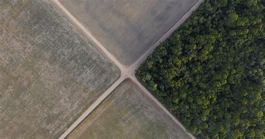 Deforestation in Brazilian Amazon falls to lowest since 2018 | Africanews