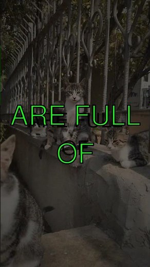 Why Cats Sweat Through Their Paws And Why Theyre Always Up to Something Did you know...
