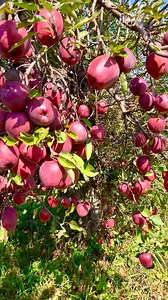 372K views · 9.3K reactions | In autumn, the apple tree loses all its leaves, leaving only the apples behind — It’s a breathtaking beauty. ✨ #AutumnVibes #AppleTree #FallBeauty #NatureLovers #GoldenSeason #AppleHarvest #PeacefulNature #FallMagic #CozySeason #NaturalBeauty | It’s Amirah’s Diary | Facebook