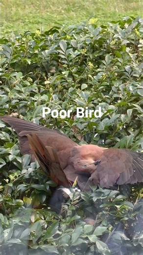 Never Ignore a Bird Pecking on Your Window