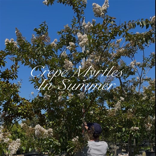 The feature tree that defines modern gardens. Crepe Myrtles are a designer favourite for their balance of structure, colour, and scale. Used mostly as feature trees, they bring softness and movement to contemporary landscapes without losing formality. From white and soft pinks to rich reds and purples, Crepe Myrtles (Lagerstroemia indica and hybrids) offer vibrant summer flowering, autumn foliage, and decorative bark through winter. Each variety delivers a strong architectural shape with reliabl